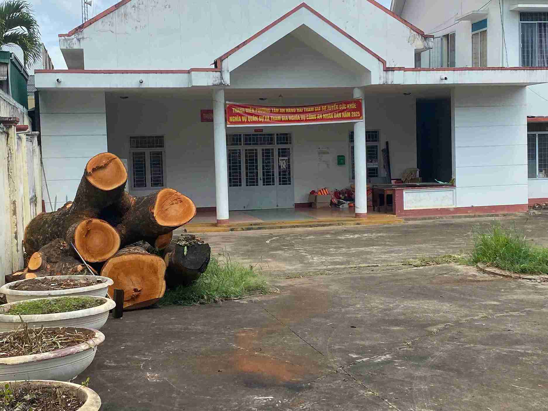 Apres avoir ete abattus les blocs de bois de xa cu sont toujours places au siege de la police du quartier de Tan An (province de Dak Lak). Photo : Bao Trung
