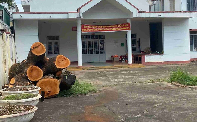 After being cut down, the wooden blocks of cajuput are still placed in the headquarters of Tan An Ward Police (Dak Lak Province). Photo: Bao Trung