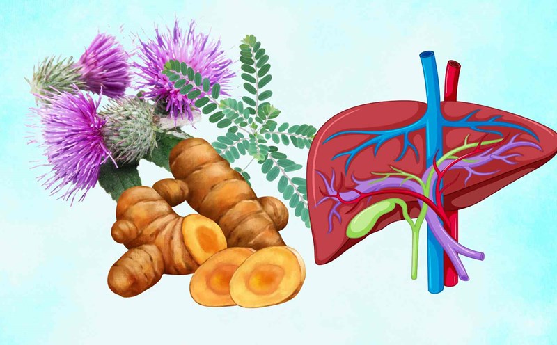 The wild plant that turns out to be a medicine for liver cleansing. Graphic photo: Thai Anh