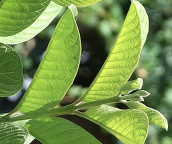 Guava leaf water has the effect of supporting liver detoxification but must be processed properly and used at the right time. Photo: Kieu Vu
