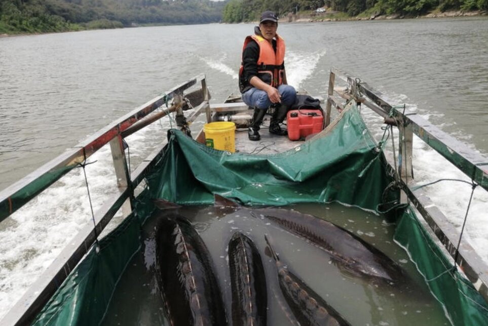 中国の Duong Tu 川の大きな支流である Xich Thuy 川の合計357の水力発電ダムのうち300が、希少な魚を保護するために破壊されました。写真:Xinhua