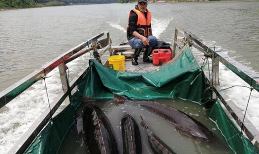 300 trong tổng số 357 đập thủy điện trên sông Xích Thủy, một nhánh lớn của  sông Dương Tử ở Trung Quốc đã bị phá dỡ để bảo vệ các loài cá quý hiếm. Ảnh: Xinhua