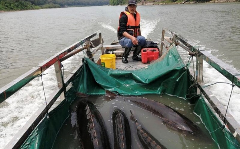 300 of the total 357 hydroelectric dams on the Xich Thuy River, a large branch of the Yangtze River in China, were demolished to protect rare fish species. Photo: Xinhua