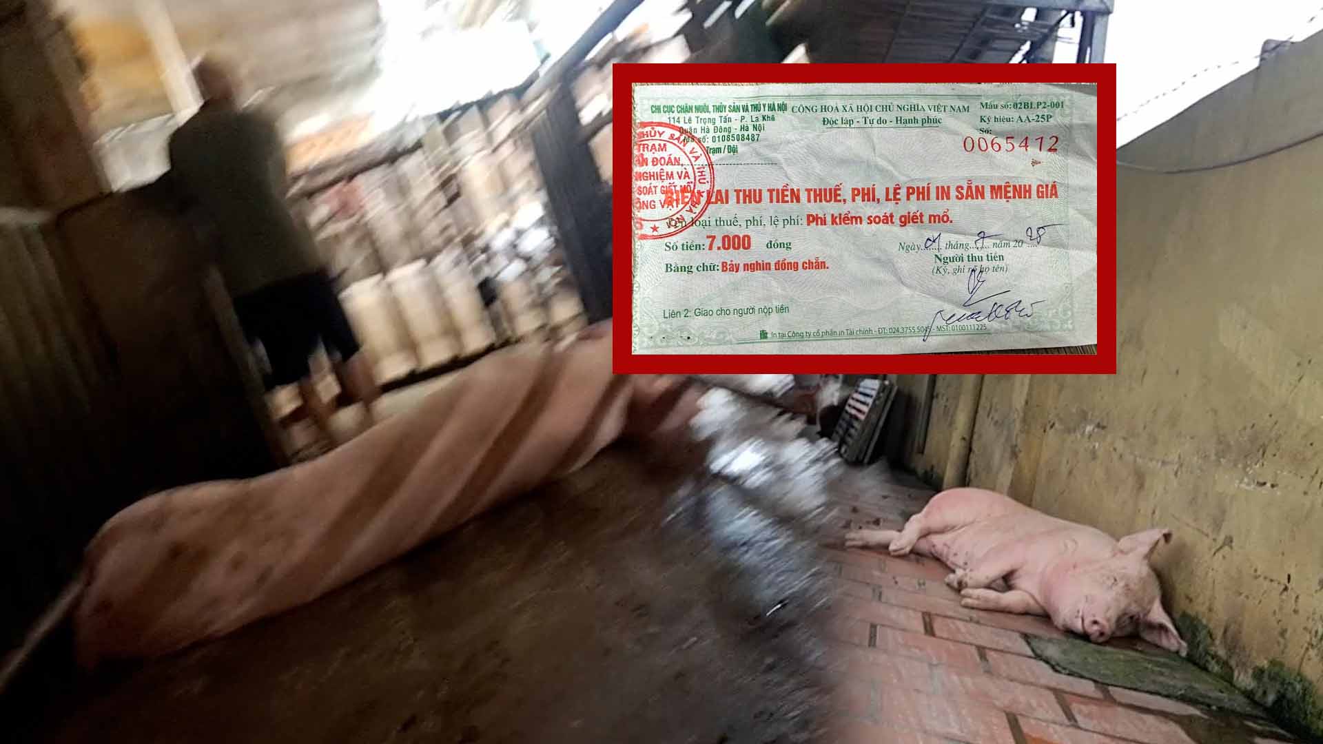 수백 마리의 암지가 발진을 일으키고 병든 징후를 보이며 하노이의 통제된 도축장에서 도축을 기다리고 있습니다