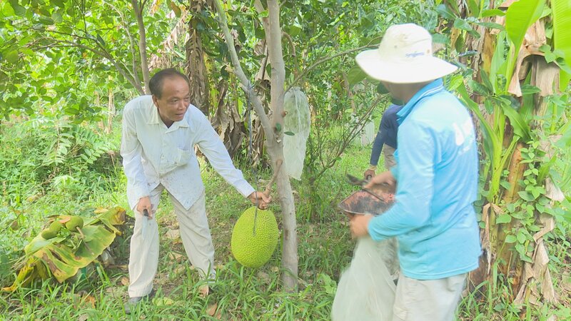 Nong dan lua trai mit dat chuan de xuat ban trong boi canh gia xuong thap. Anh: Hoang Loc