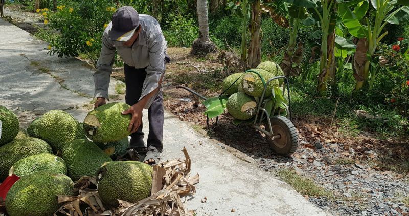 jackfruit prices have dropped sharply, traders have purchased at a low rate. Photo: Tra On District Health Center