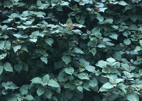 This is a familiar spice that can support liver function. Photo: Kieu Vu