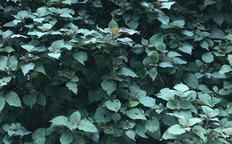 This is a familiar spice that can support liver function. Photo: Kieu Vu
