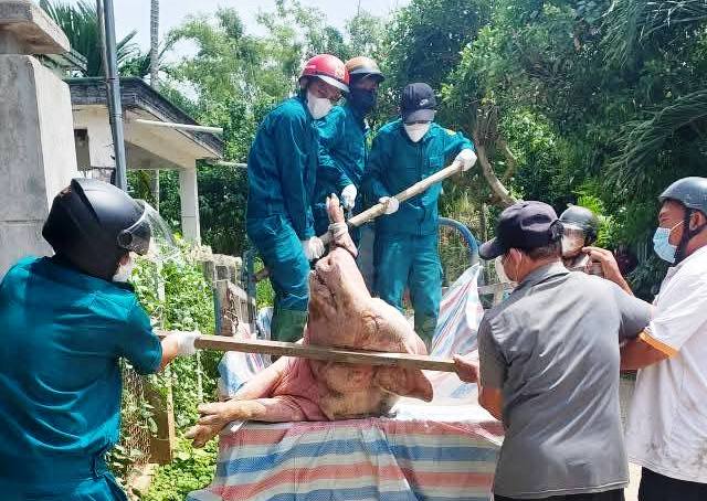 Luc luong chuc nang o Quang Ngai dang khan truong tieu huy heo bi benh, khoanh vung dap dich de han che lay lan, bung phat tren dien rong. Anh: Long Phung