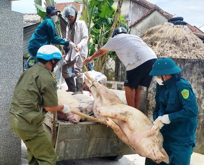 El Gobierno de Phu An Village, Long Phung Commune, Quang Ngai Province llego a las casas para apoyar la coleccion de cerdos muertos causados por el colera de cerdos africanos para destruir. Foto: Long Phung