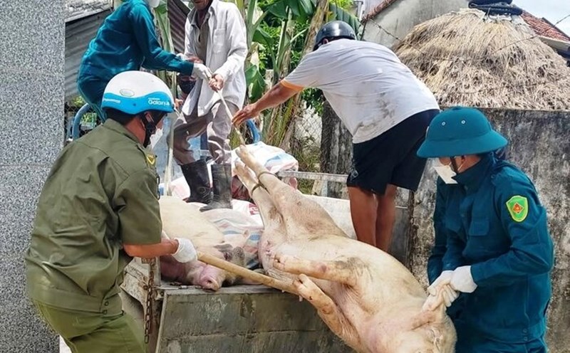 The government of Phu An village, Long Phung commune, Quang Ngai province visited people's homes to support the collection of dead pigs due to African swine fever to destroy them. Photo: Long Phung