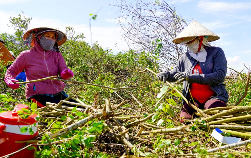 Cac thanh vien thu gom can than cac loai thuoc da thu hoach. Anh: Phuong Anh