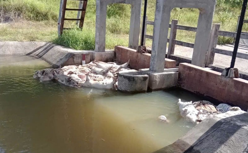 The dead pigs are traveling, giving off a foul smell flowing through the Van Phong canal flowing through the communes in Gia Lai. Photo: Irrigation Enterprise