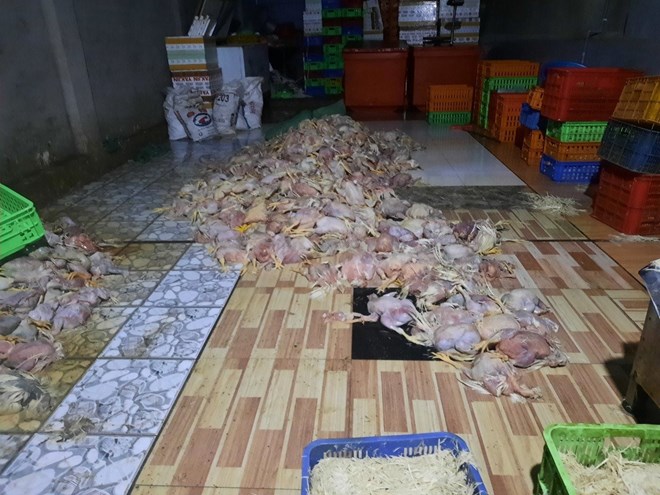 Một cơ sở giết mổ gà ở phường Trảng Dài, tỉnh Đồng Nai bị cơ quan chức năng kiểm tra, xử lý. Ảnh tư liệu: HAC