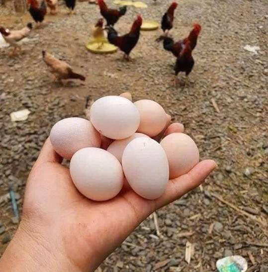 卵黄は、食後の血糖値を下げるのに役立つ自然な解決策です。写真:クアン・ミン.