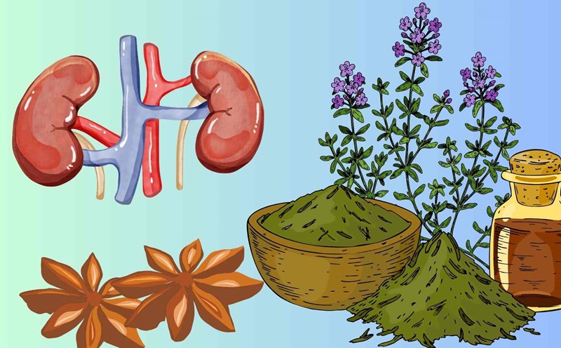 There are many herbs that help clean the kidneys and detoxify effectively. Graphics: Huyen Trang