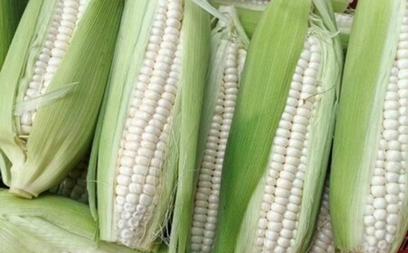 You need to eat corn properly to avoid increasing blood sugar. Photo: Kieu Vu