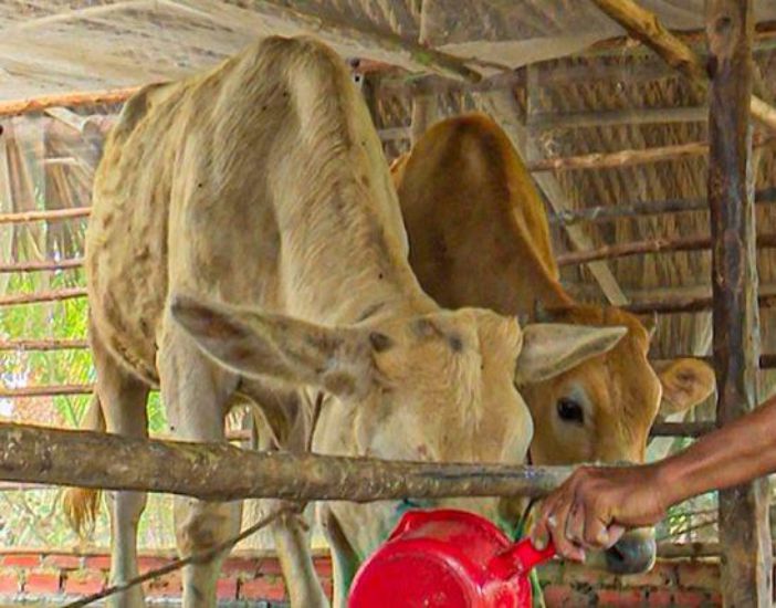 カマウ省の貧しい牛を養殖するプロジェクトは、飼料から畜舎まで混乱しています。写真:ニャット・ホー