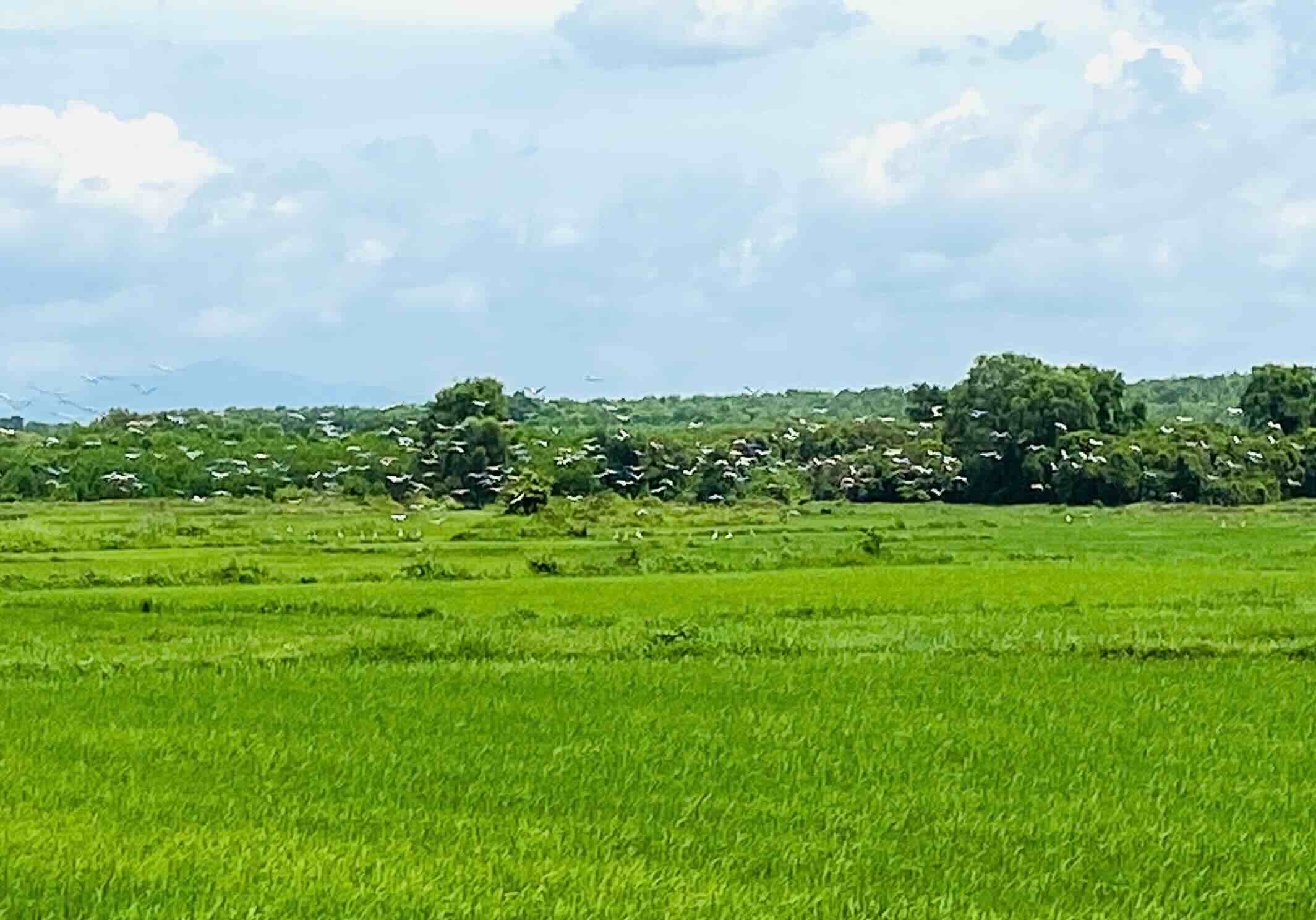 꽝찌에 희귀한 해오라기 떼가 나타났습니다. 사진: Han Nguyen