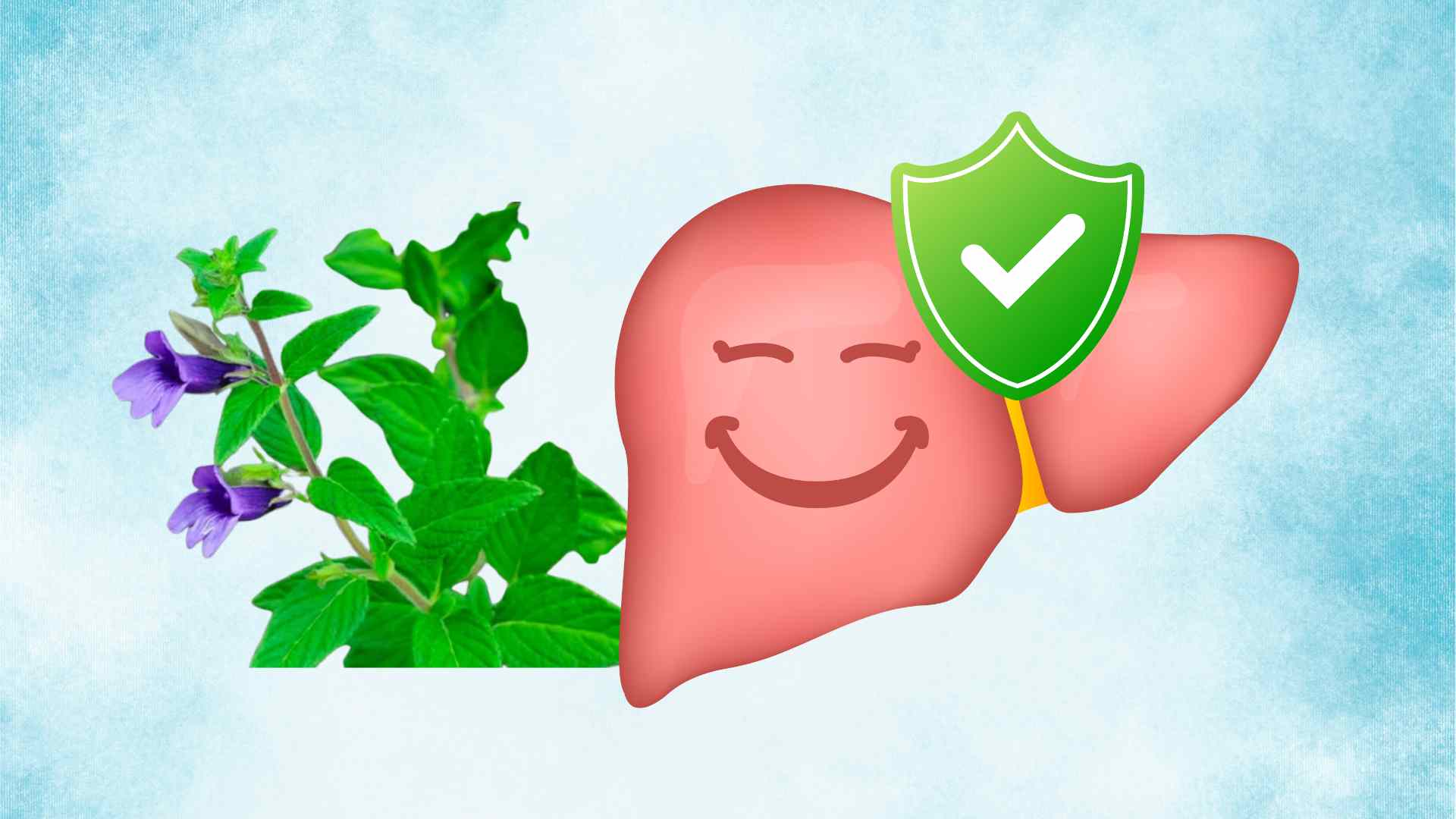 This wild plant helps detoxify the liver effectively. Graphic photo: Thai Anh