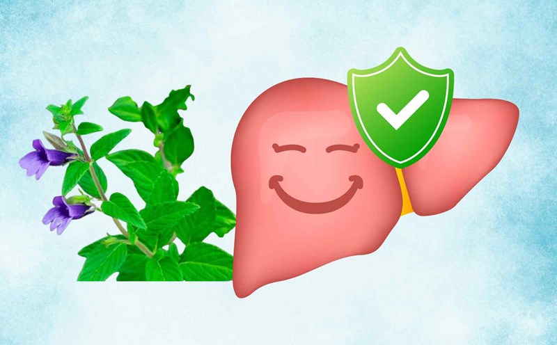 This wild plant helps detoxify the liver effectively. Graphic photo: Thai Anh