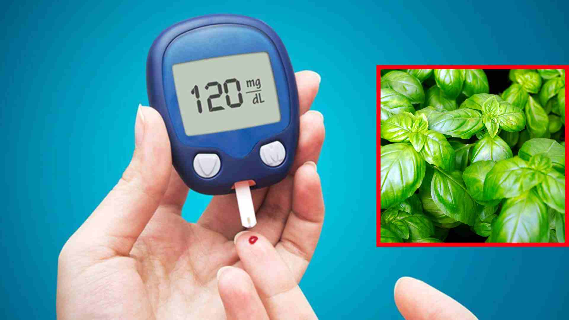 A herb that helps reduce blood sugar and lose weight safely. Graphics: Thach Lam