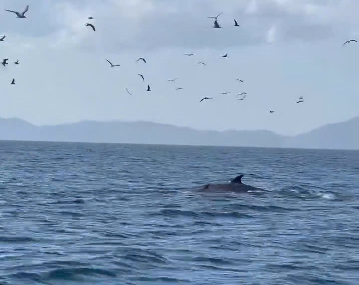 La imagen de una pareja de ballenas y niños se arrojaron del agua de caza de agua en las aguas del techo de Cu Lao. Foto: Mien Chinh