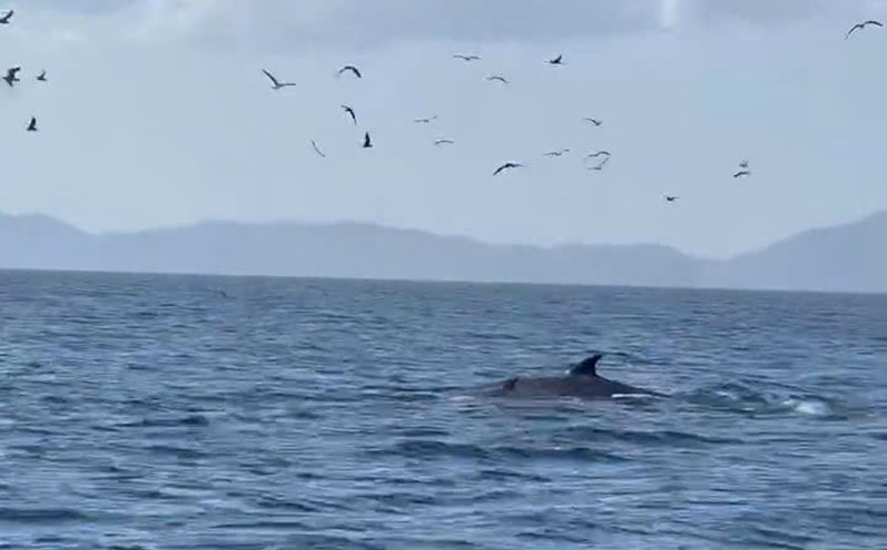 Image of a pair of mother and child whale launching themselves out of the water to hunt for prey in the Cu Lao Mai Nha sea area. Photo: Mien Chinh