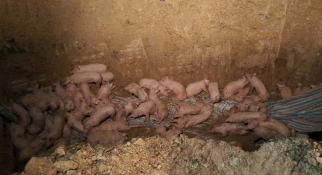 대부분 아프리카돼지 열병에 걸린 출처 불명의 돼지 약 200마리 폐기 근접 촬영. 사진: 푸토성 시장 관리국 지국