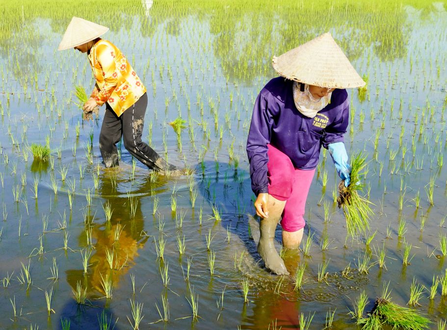 O nhung noi ap dung cong nghe gieo ma va cay may, viec giam lua nhe nhang hon, giup nguoi lao dong hoan thanh cong viec nhanh chong va co the nhan them nhieu ruong cua cac chu khac.
