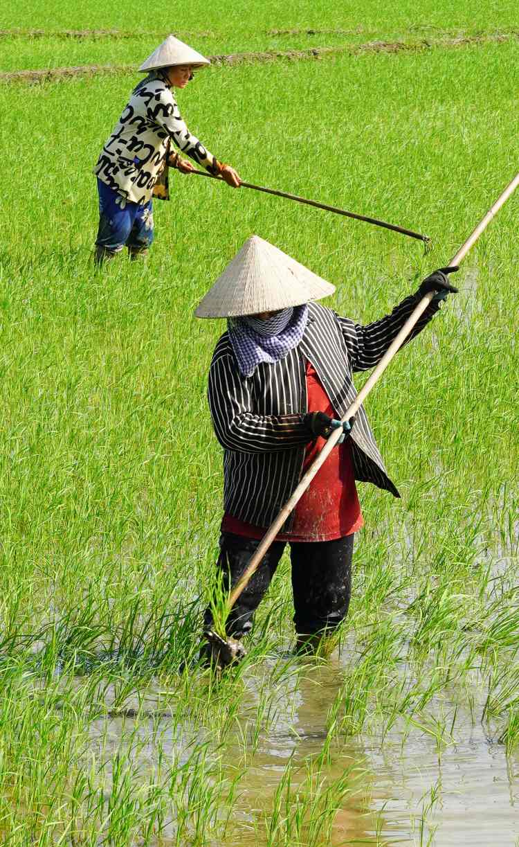 Chi Son Thi Quyen - mot lao dong thoi vu - cho biet moi ngay chi lam viec tu 6 gio sang den 14 gio chieu. Cong viec khong qua nang nhung doi hoi su kien nhan va suc ben giua troi nang. “Cui lung ca buoi, nhung duoc 200.000 dong, voi toi la du song o que”,