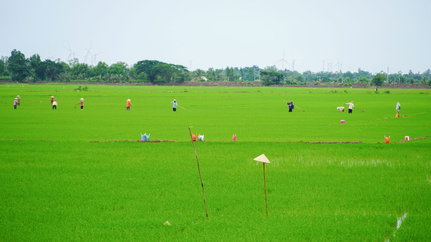 Thang 7, khi nang da diu hon tren nhung canh dong o huyen Tran De (Soc Trang), cung la luc mua giam lua buoc vao giai doan nhon nhip nhat. Tu to mo sang, tung top nguoi noi nhau xuong ruong, tay cam moc lua, dau cui lom khom giua bun non de kip mot ngay cong tron ven.