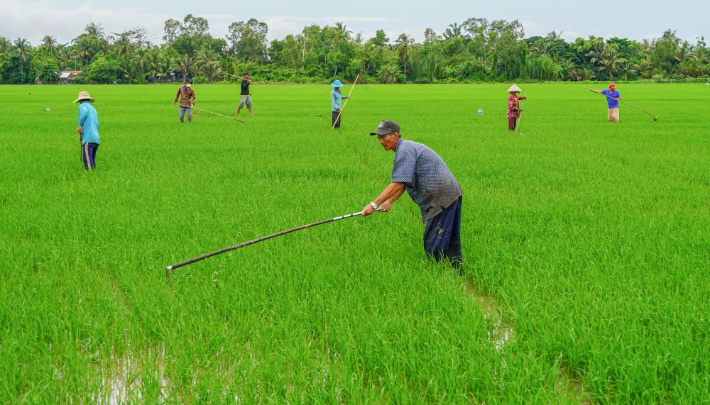 Ong Quach Thuy, cung o xa Tai Van, cho biet gia dinh ong canh tac khoang 7.000 m² ruong. Sau khi cham soc lua nha, ong di giam thue cho cac ho xung quanh de tang them thu nhap. “Lao dong tre hien nay phan lon di lam an xa, nen vao mua giam rat thieu nhan cong. Toi tranh thu lam them, moi ngay cung kiem duoc 200.000 dong du trang trai cuoc song,” ong noi.