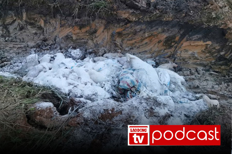 Morning news 15.7: Sick pig burial pit stinks, livestock farmers worry about the spread of the epidemic