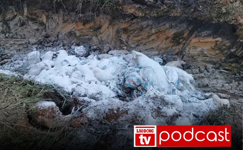 Morning news 15.7: Sick pig burial pit stinks, livestock farmers worry about the spread of the epidemic