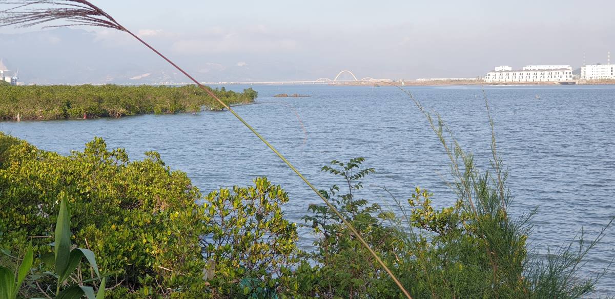 Cua Luc Bay, in the distance is Binh Minh Bridge. Photo: Nguyen Hung
