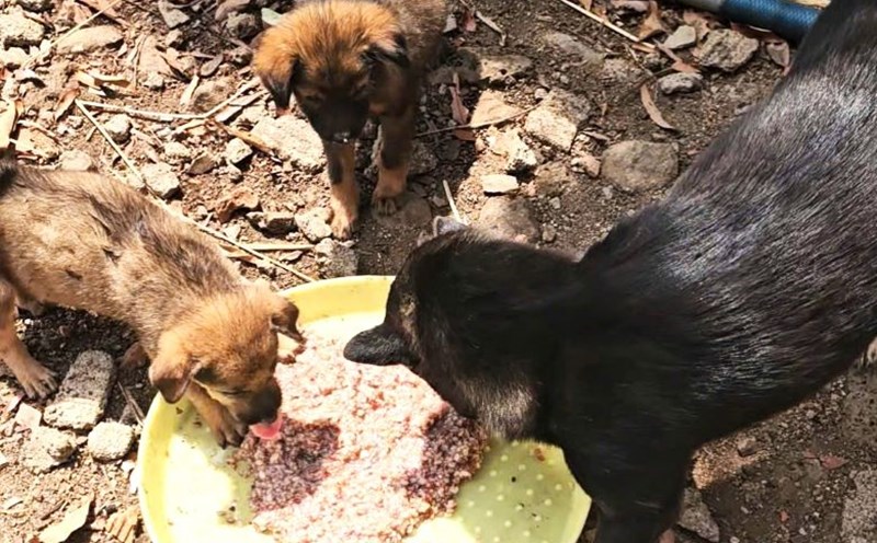 Dak Lak implements measures to prevent rabies. Photo: Thanh Quynh