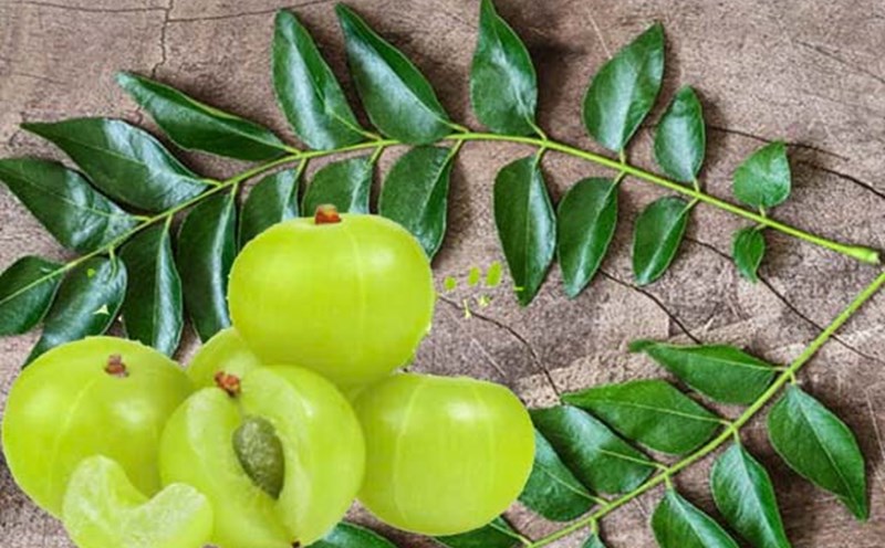 Three notable health benefits of combining amla and curry leaves. Graphics: Cat Tien