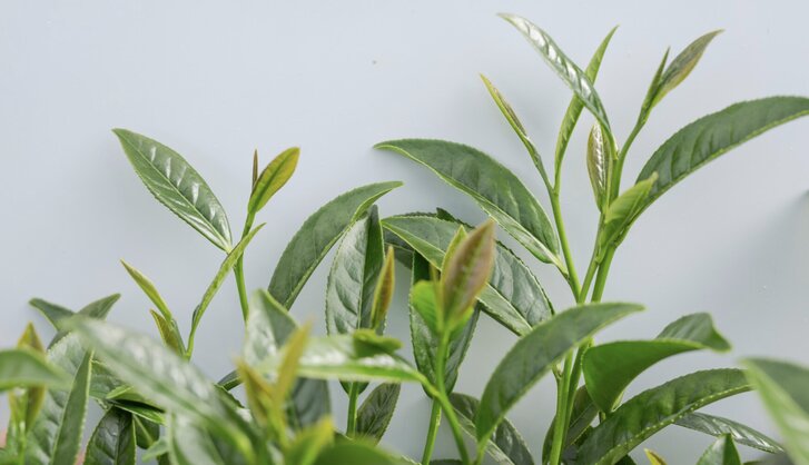 緑茶は血圧を下げるのに役立つ可能性があります。写真:トゥイ・ズオン