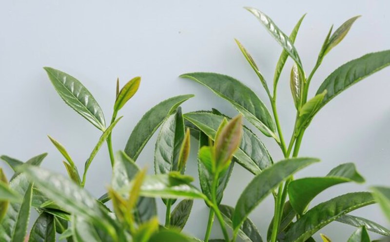 Green tea can help lower blood pressure. Photo: Thuy Duong