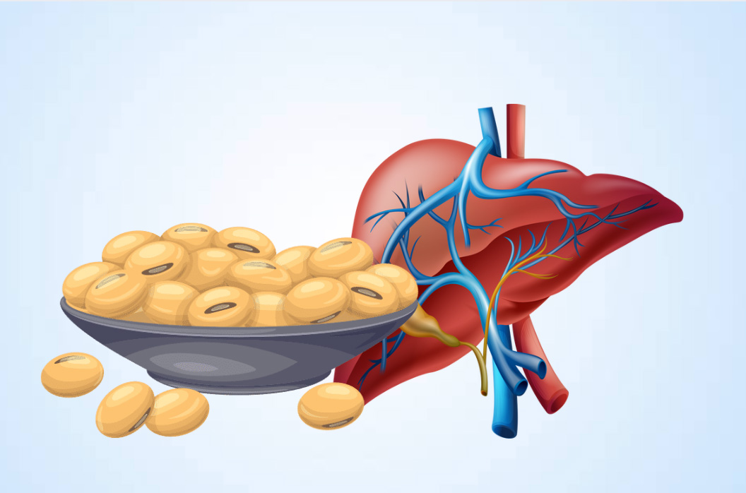 Benefits of soybeans for the liver. Graphics: Thien Nhan