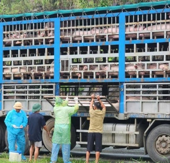 The vehicle was stopped for inspection and found to be infected with African swine fever. Photo: Phu Tho Provincial Police