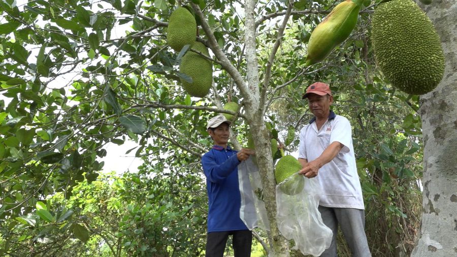 Farmers are choosing jackfruit to harvest in the context of deep price reduction. Photo: Hoang Loc