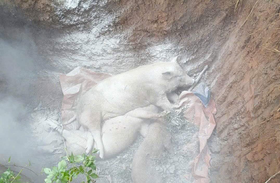 機能部隊がアフリカの豚の流行に見舞われた家畜を処分。写真:Cong Sang.