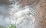 More than 100 tons of pigs destroyed by widespread African swine fever