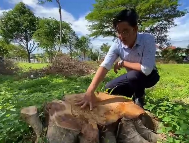 Cây xanh bị cưa hạ ở trụ sở UBND xã Đông cũ, nay là trụ sở xã Kông Bơ La. Ảnh: Thanh Tuấn 