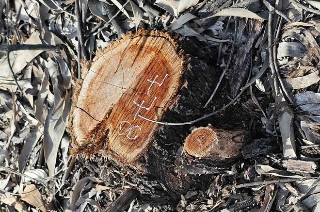 伐採された森林の根元。写真:Quang An.