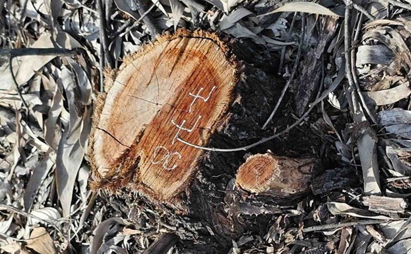The forest trees were cut down. Photo: Quang An.