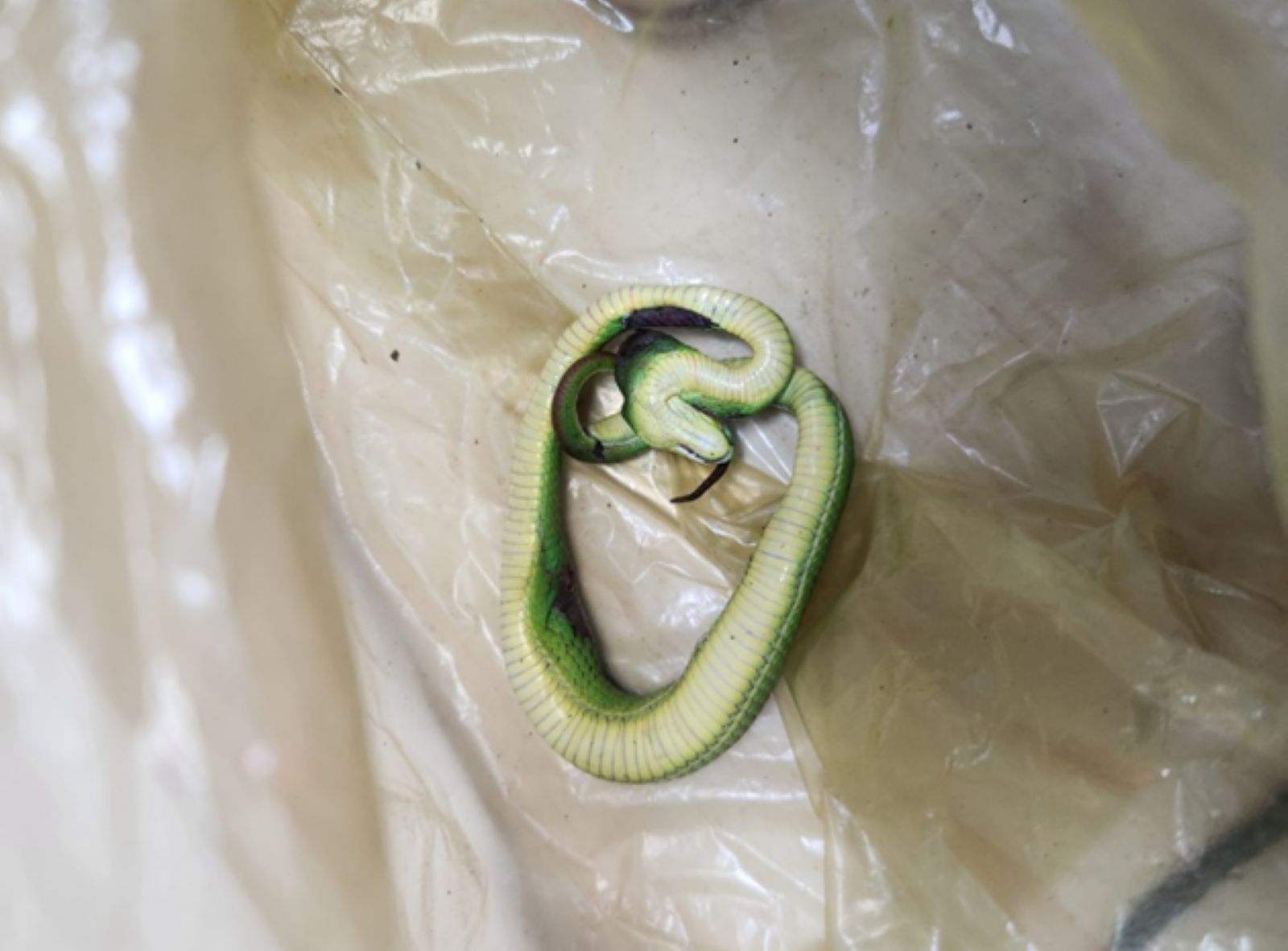 The snake that the family caught was a red-tailed green-throated snake, which was taken to the hospital for the doctor to identify. Photo: Provided by the hospital