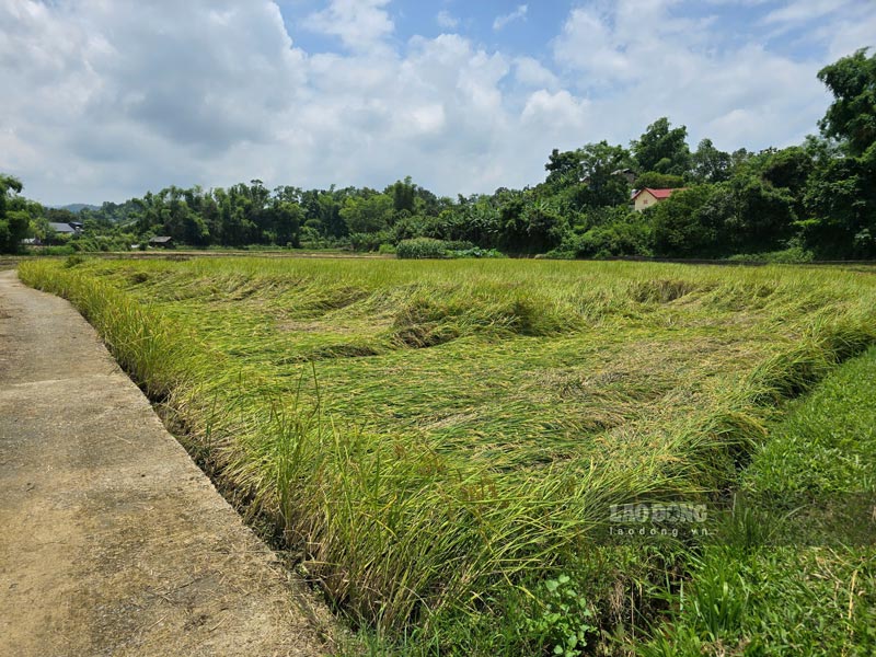 ライスは異常に雨が降っている間、農民は火の上に座っています。写真：タンバン